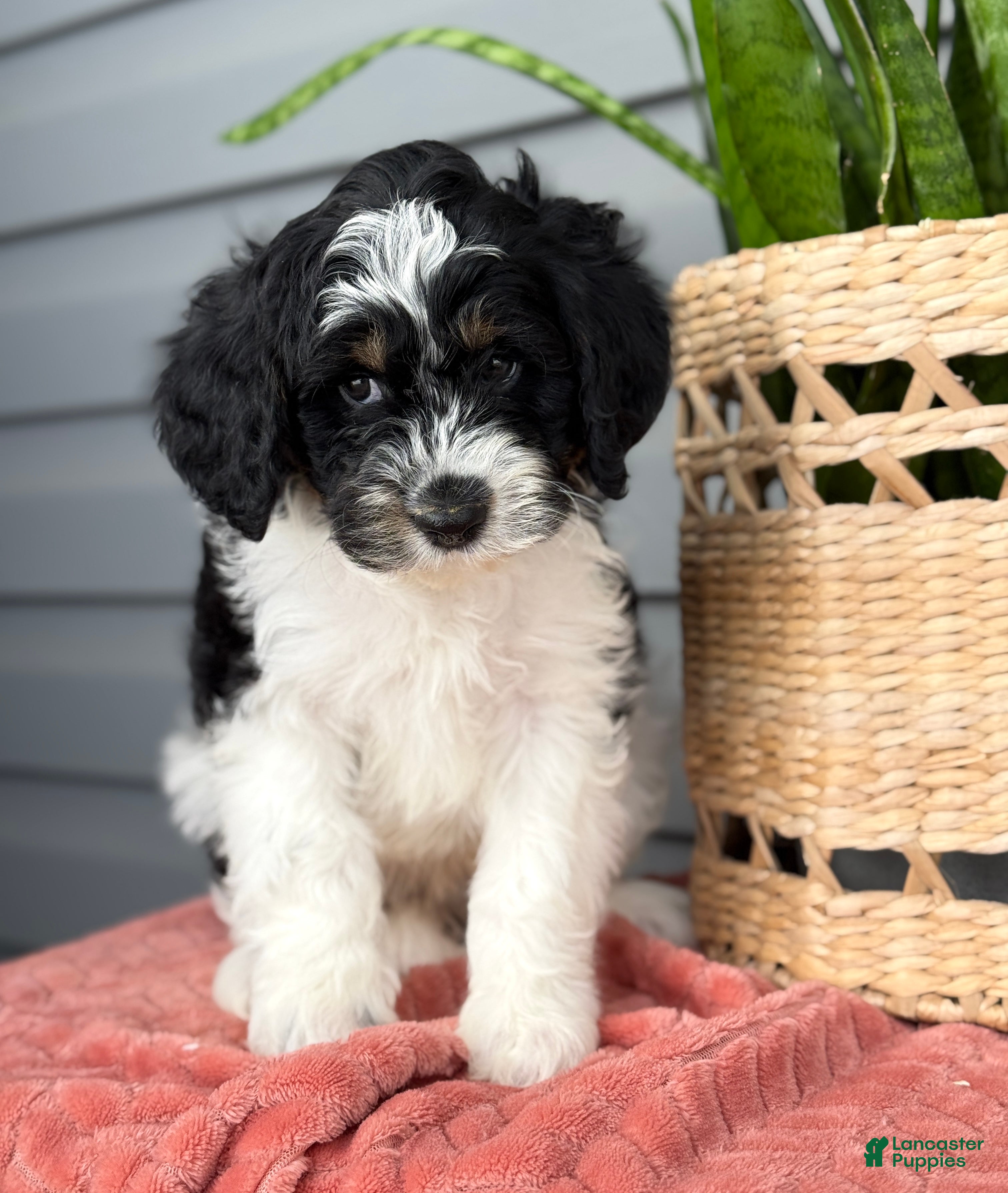 Mini Bernedoodle dogs Fenway - Ad 37