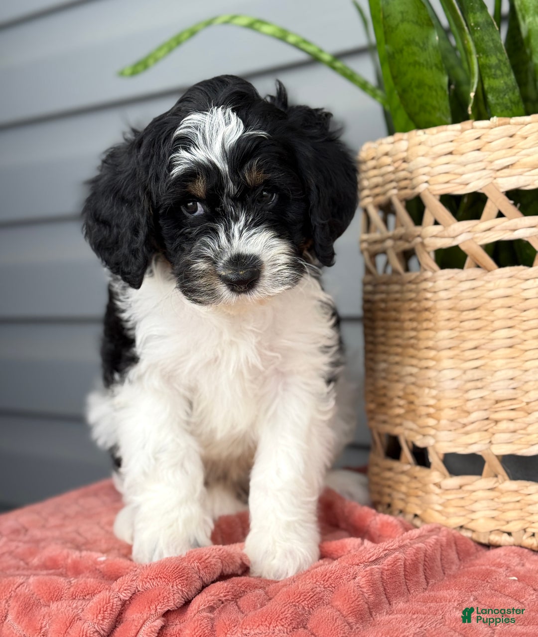 Mini Bernedoodle dogs for sale: Fenway - Ad 1