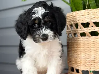Mini Bernedoodle dogs Fenway - Ad 23