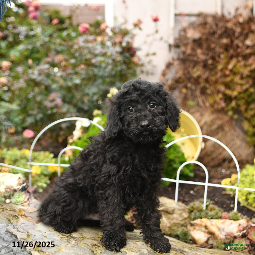 Toy Poodle dogs for sale: Saba - Ad 4