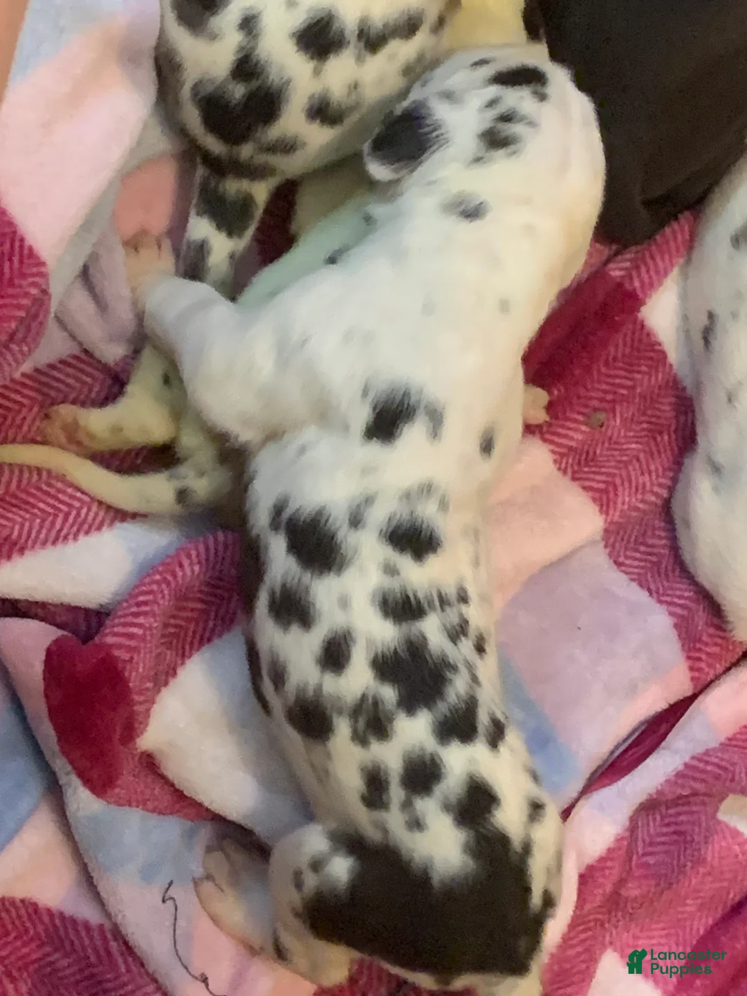 Great Dane dogs for sale: Jewel  - Ad 2