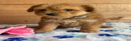 Pomapoo dogs for sale: Peter - Ad 2