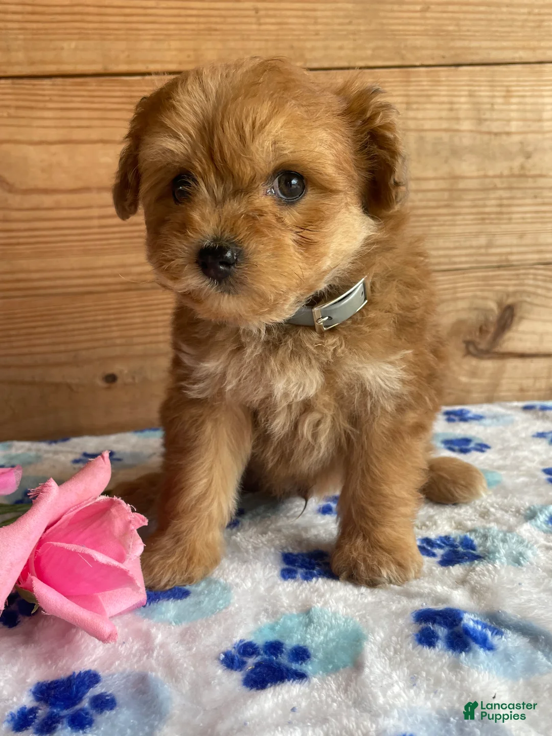 Pomapoo dogs for sale: Peter - Ad 2