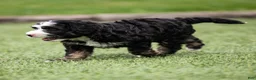 Bernedoodle dogs for sale: Banks Bernedoodle Puppy  - Ad 7