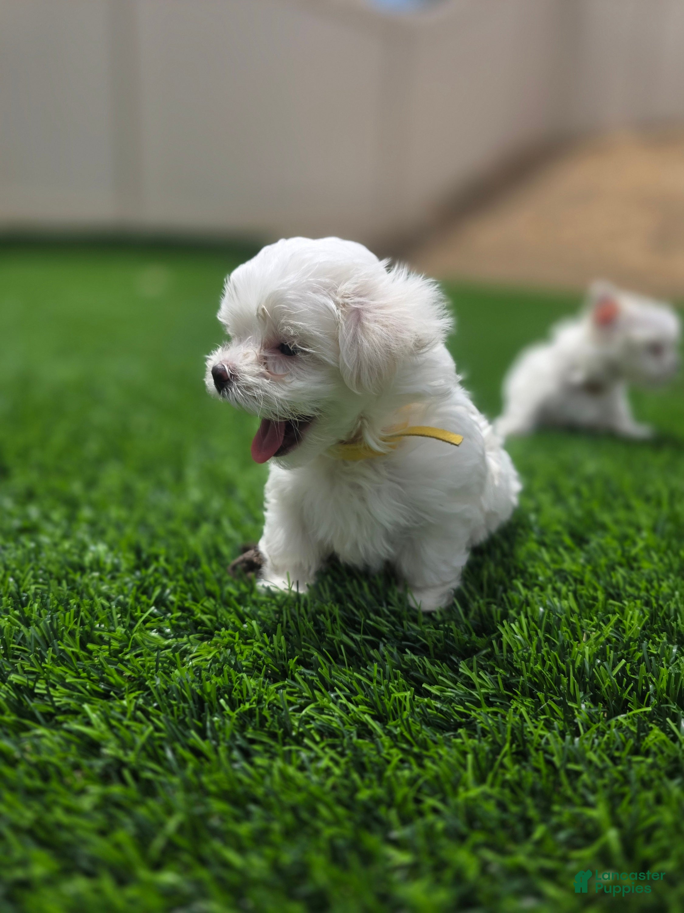 Maltese dogs 🐶 Female Maltese Puppy – Sweet, Playful & Petite - Ad 7