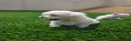 Maltese dogs for sale: 🐶 Female Maltese Puppy – Sweet, Playful & Petite - Ad 1
