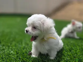 Maltese dogs 🐶 Female Maltese Puppy – Sweet, Playful & Petite - Ad 7