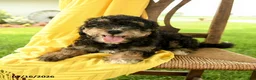 Mini Bernedoodle dogs for sale: Cleo - Ad 4