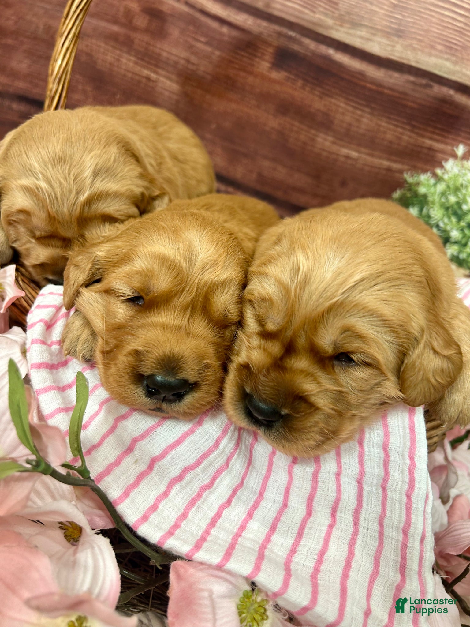 Golden Retriever dogs Buddy - Ad 2