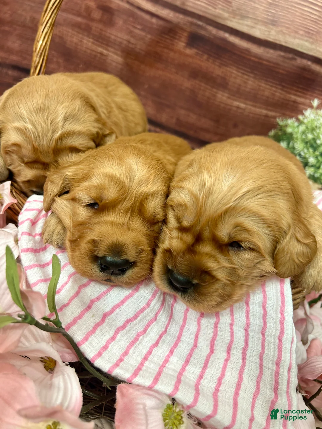 Golden Retriever dogs for sale: Buddy - Ad 2