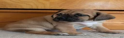 Puggle dogs for sale: Chance  - Ad 15