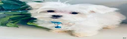 Maltese dogs for sale: Teacup Toby - Ad 5