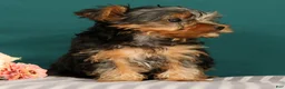 Yorkshire Terrier dogs for sale: Remmy - Ad 5