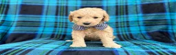 Goldendoodle dogs for sale: Bowden - Ad 4