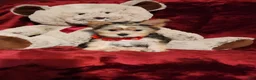 Yorkshire Terrier dogs for sale: POPPY  - Ad 9