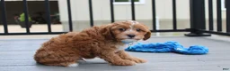 Cockapoo dogs for sale: Freddy  - Ad 15