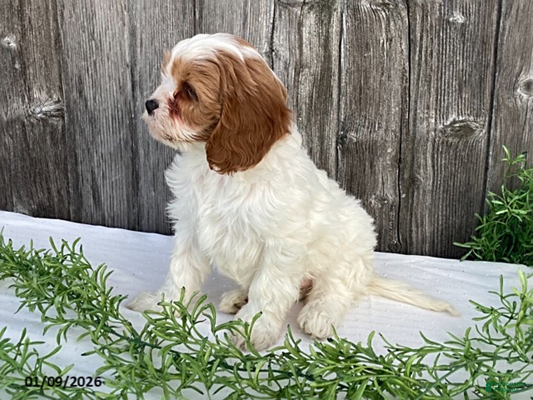 Cavapoo dogs for sale: Sally - Ad 3