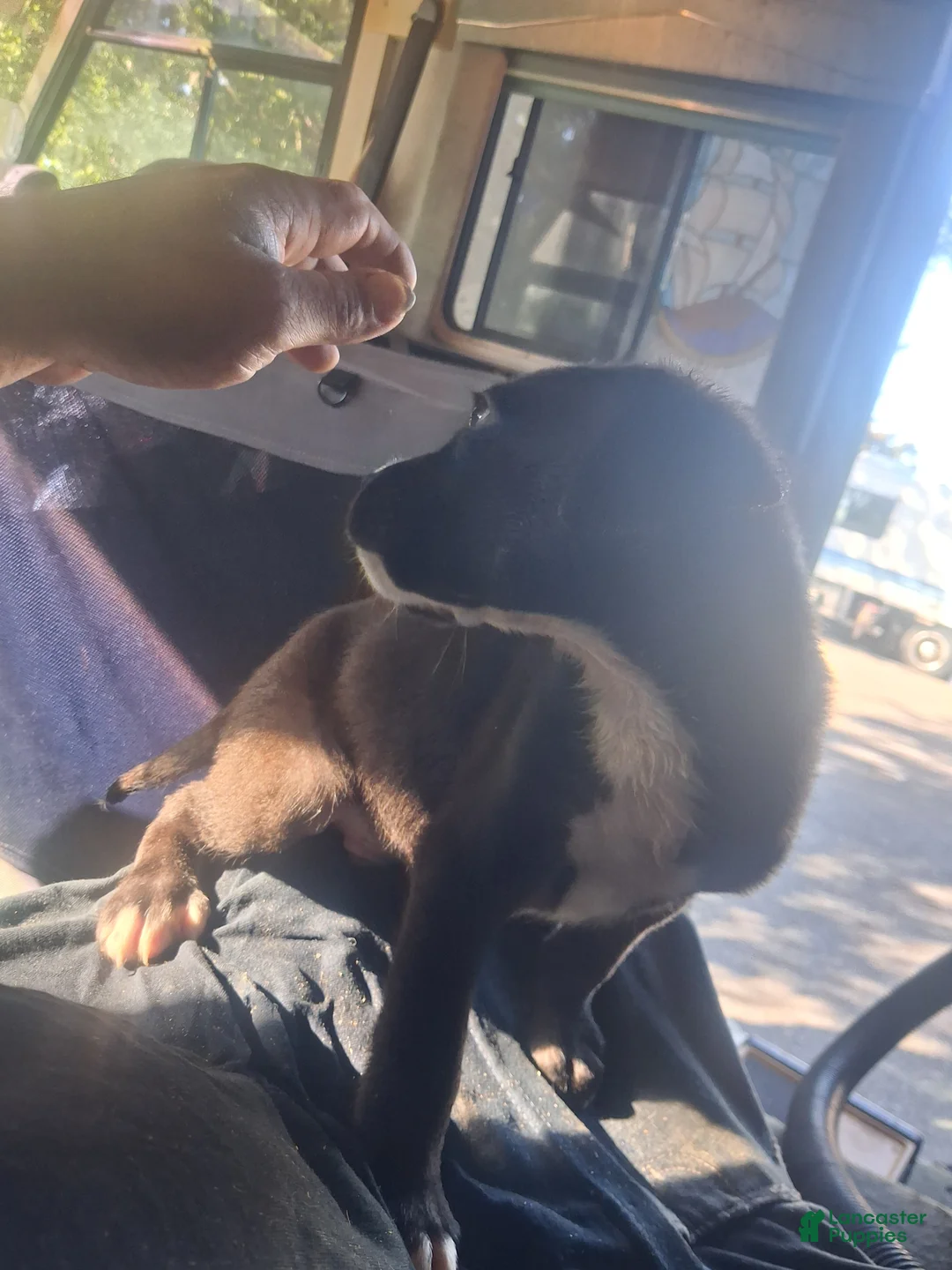 Boxador dogs for sale: Boxador 6 - Ad 2