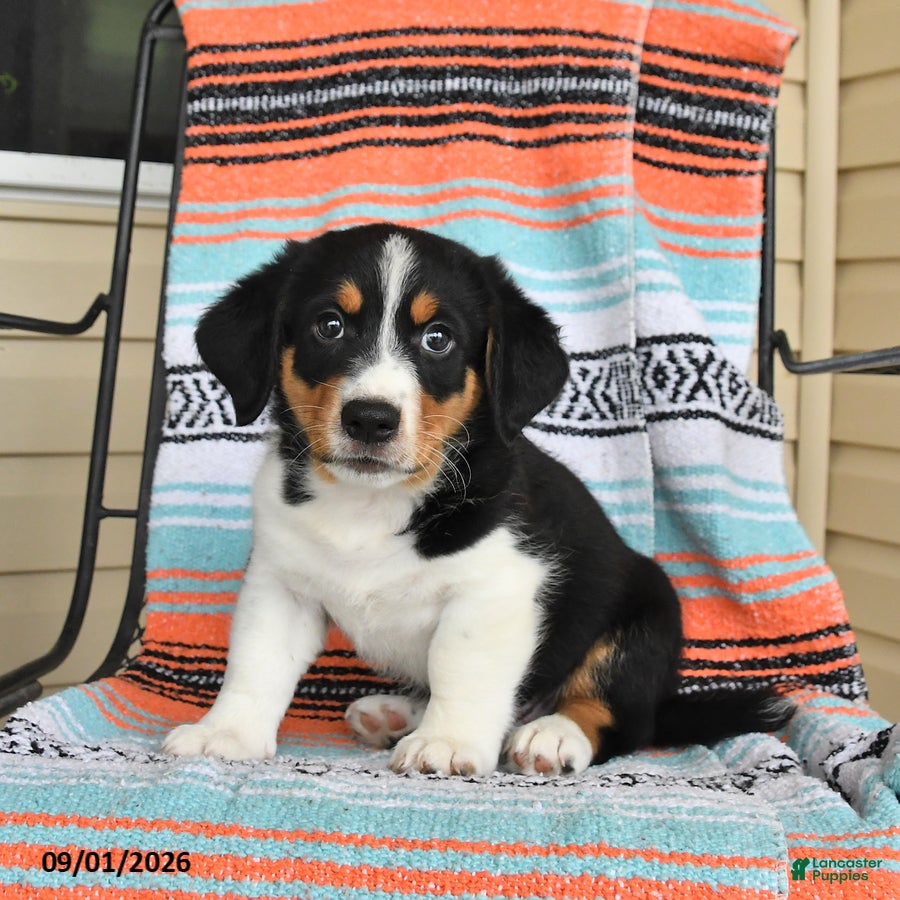 Mixed Breed dogs Tucker - Ad 2