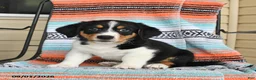 Mixed Breed dogs for sale: Tucker - Ad 2