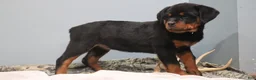 Rottweiler dogs for sale: Ali - Ad 2