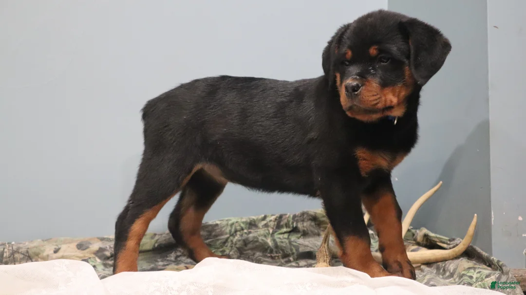 Rottweiler dogs for sale: Ali - Ad 2