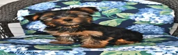 Yorkshire Terrier dogs for sale: Timothy - Ad 5