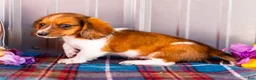 Miniature Dachshund dogs for sale: Brian - Ad 1