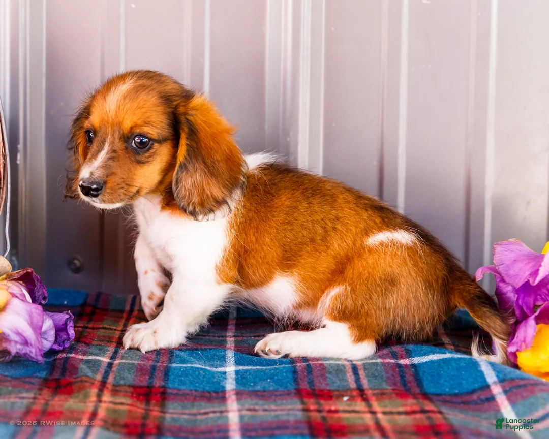 Miniature Dachshund dogs for sale: Brian - Ad 1