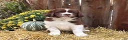 Newfoundland dogs for sale: Rusty - Ad 4