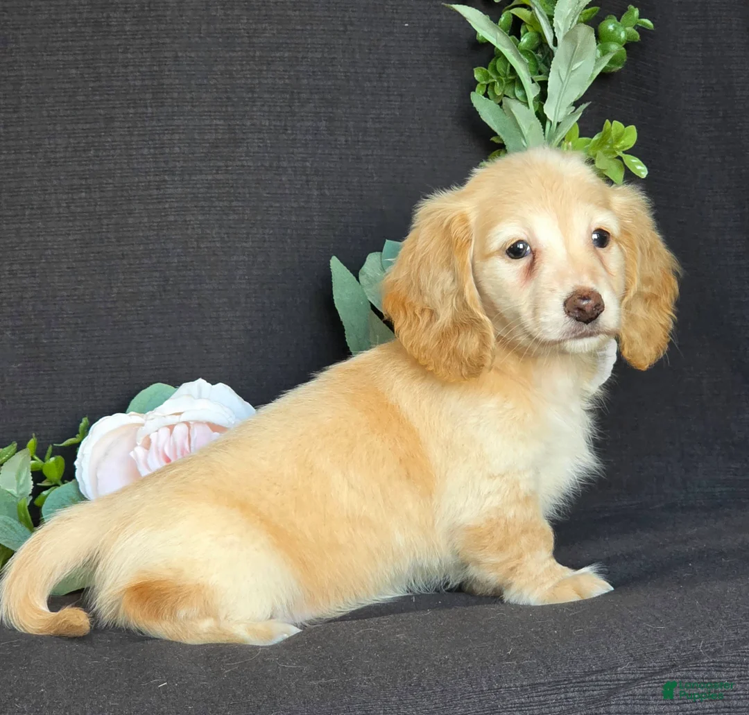 Miniature Dachshund dogs for sale: Dexter - Ad 1