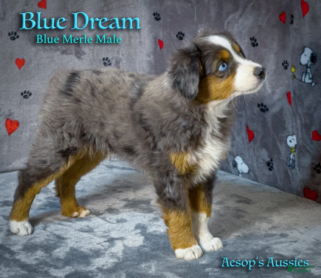 Toy Australian Shepherd dogs for sale: Blue Dream - Ad 3