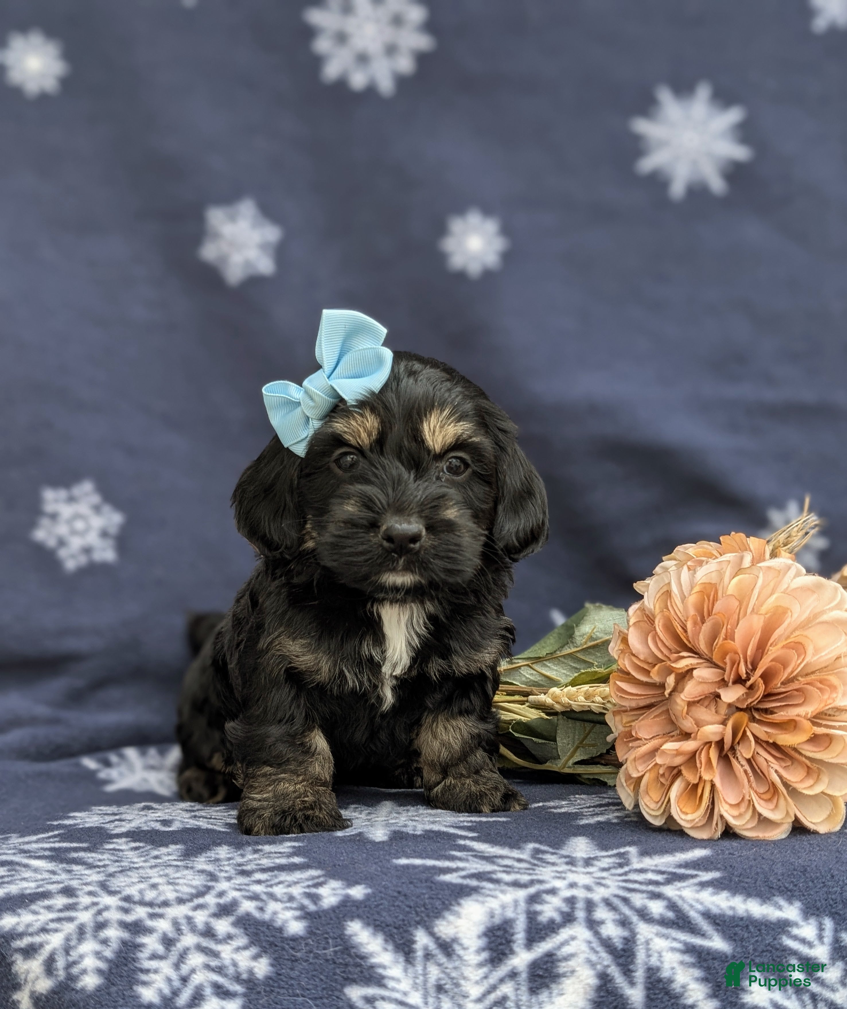 Cockapoo dogs Laureen - Ad 2