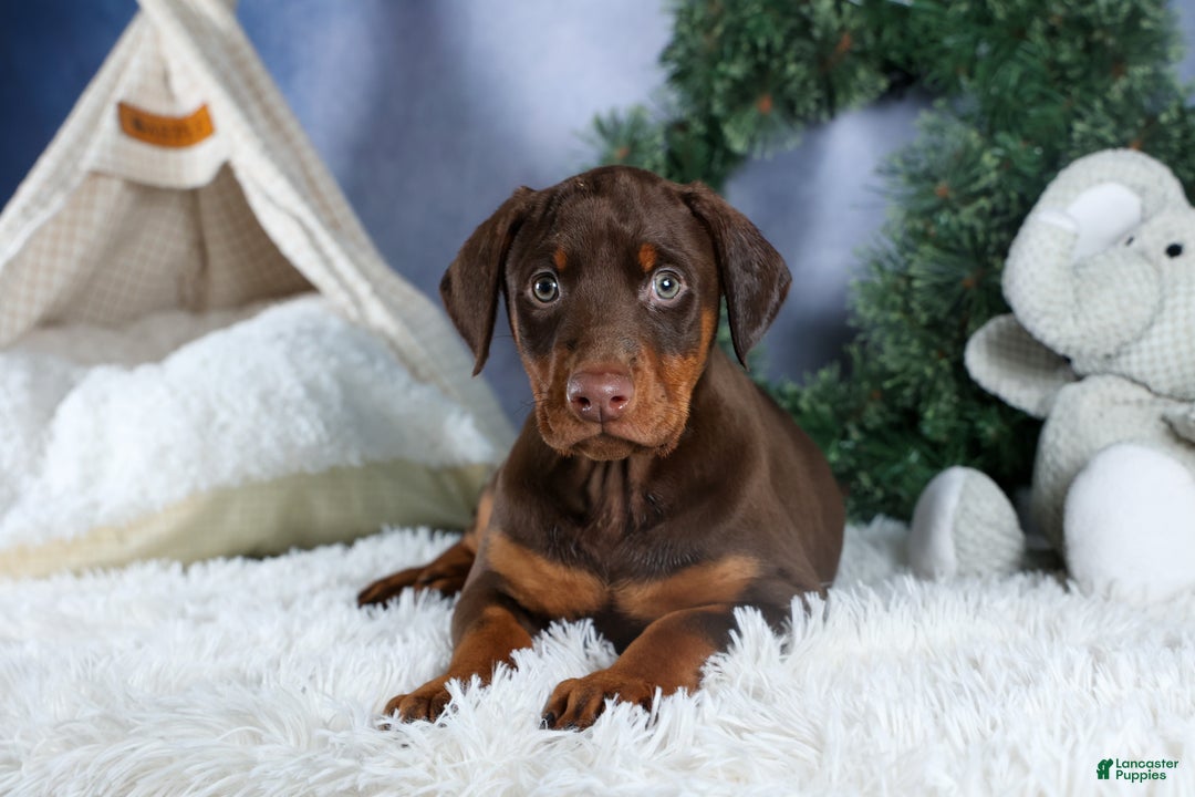 Doberman Pinscher dogs for sale: TASHA - Ad 3