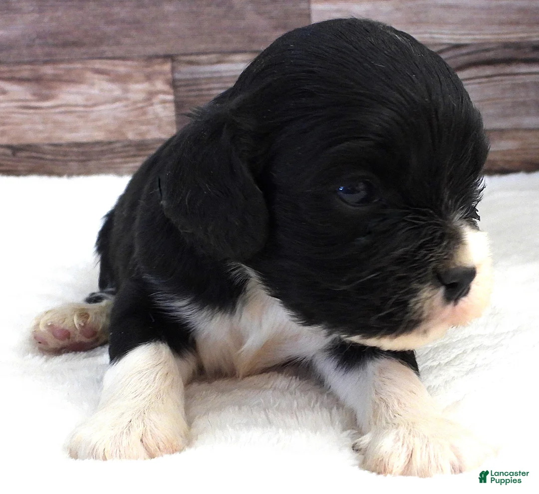 Mixed Breed dogs for sale: Cockalier #6 Male - Ad 2