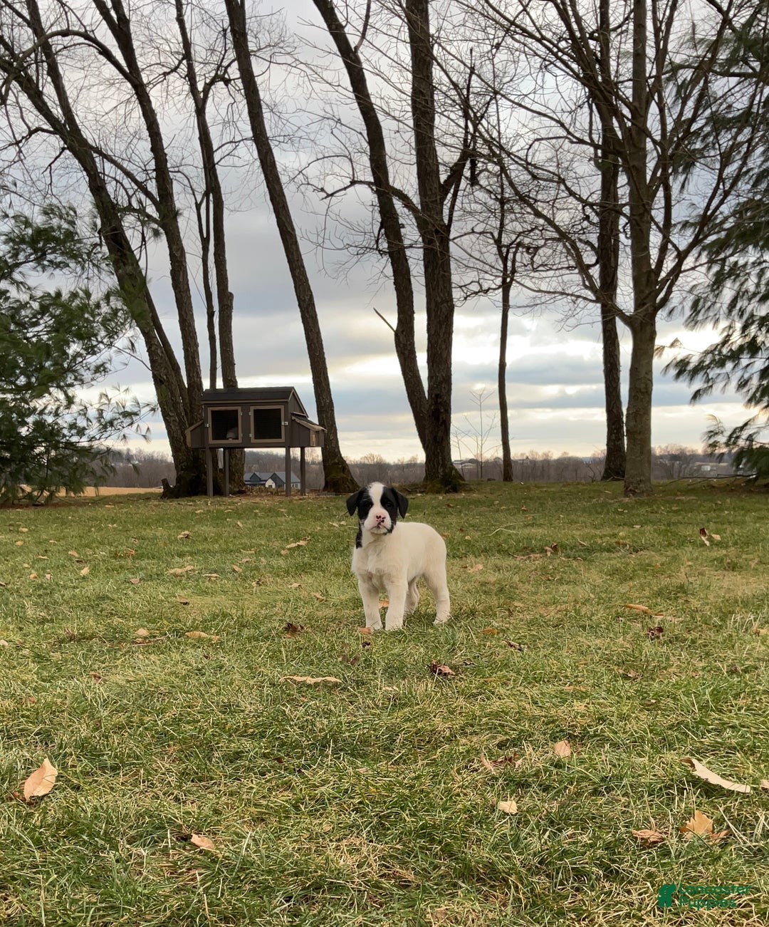 Mixed Breed dogs for sale: Buttons - Ad 1