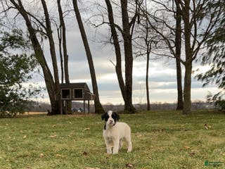 Mixed Breed dogs Buttons - Ad 33