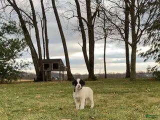 Mixed Breed dogs Buttons - Ad 25