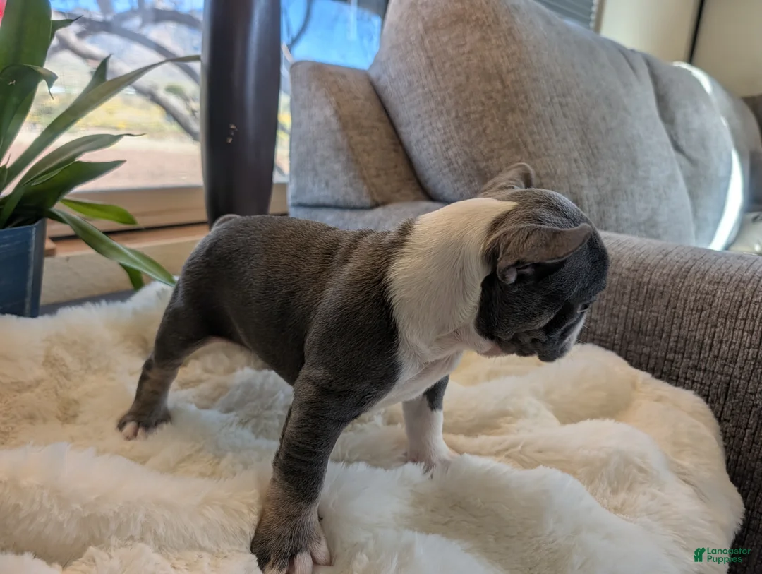 Frenchton dogs for sale: Sprout - Ad 2