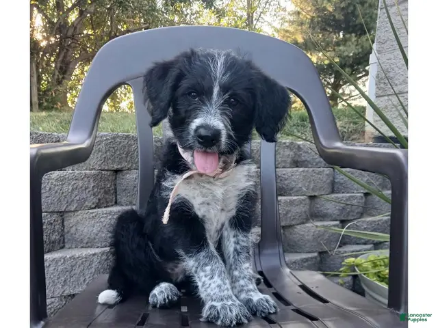 Mixed Breed dogs for sale: Spottie. - Ad 1