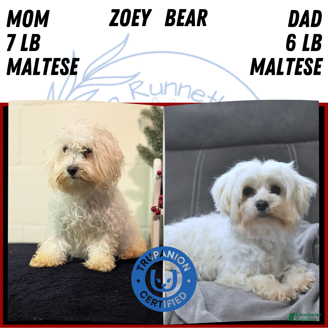 Maltese dogs for sale: Kya - Ad 2