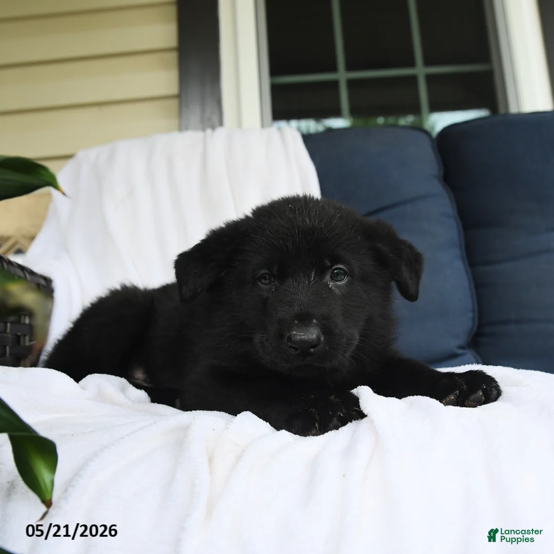 German Shepherd dogs for sale: Heinrich - Ad 3