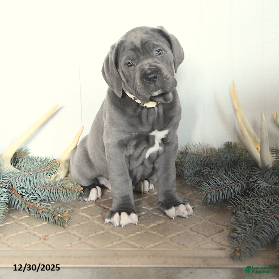 Cane Corso dogs Fairy - Ad 15