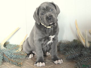 Cane Corso dogs Fairy - Ad 15
