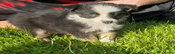 Australian Shepherd dogs for sale: Dilute blue - Ad 2