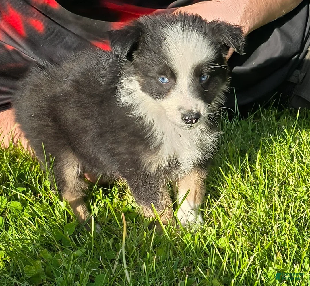 Australian Shepherd dogs for sale: Dilute blue - Ad 2
