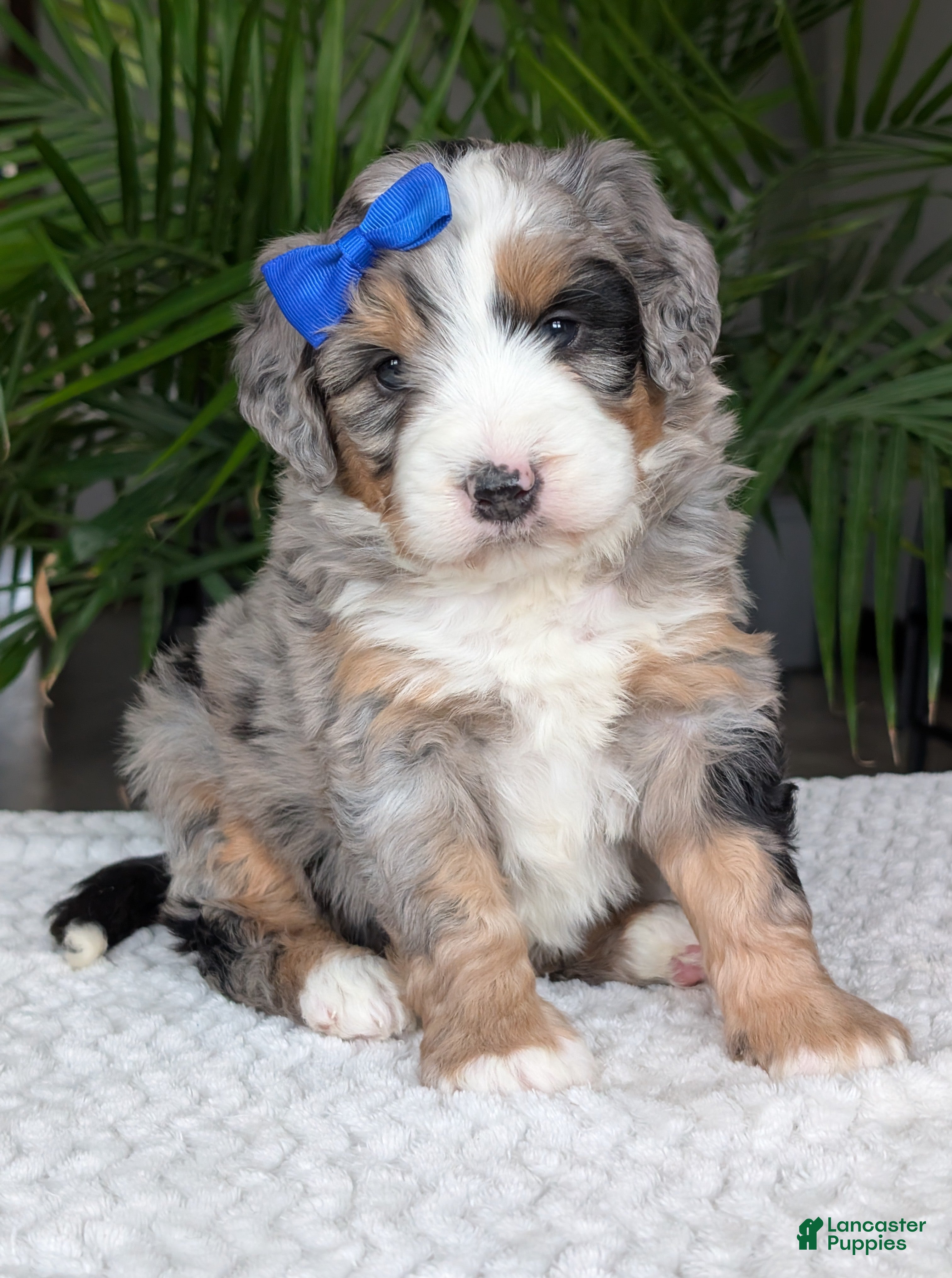 Mini Bernedoodle dogs Mini Louie  - Ad 30