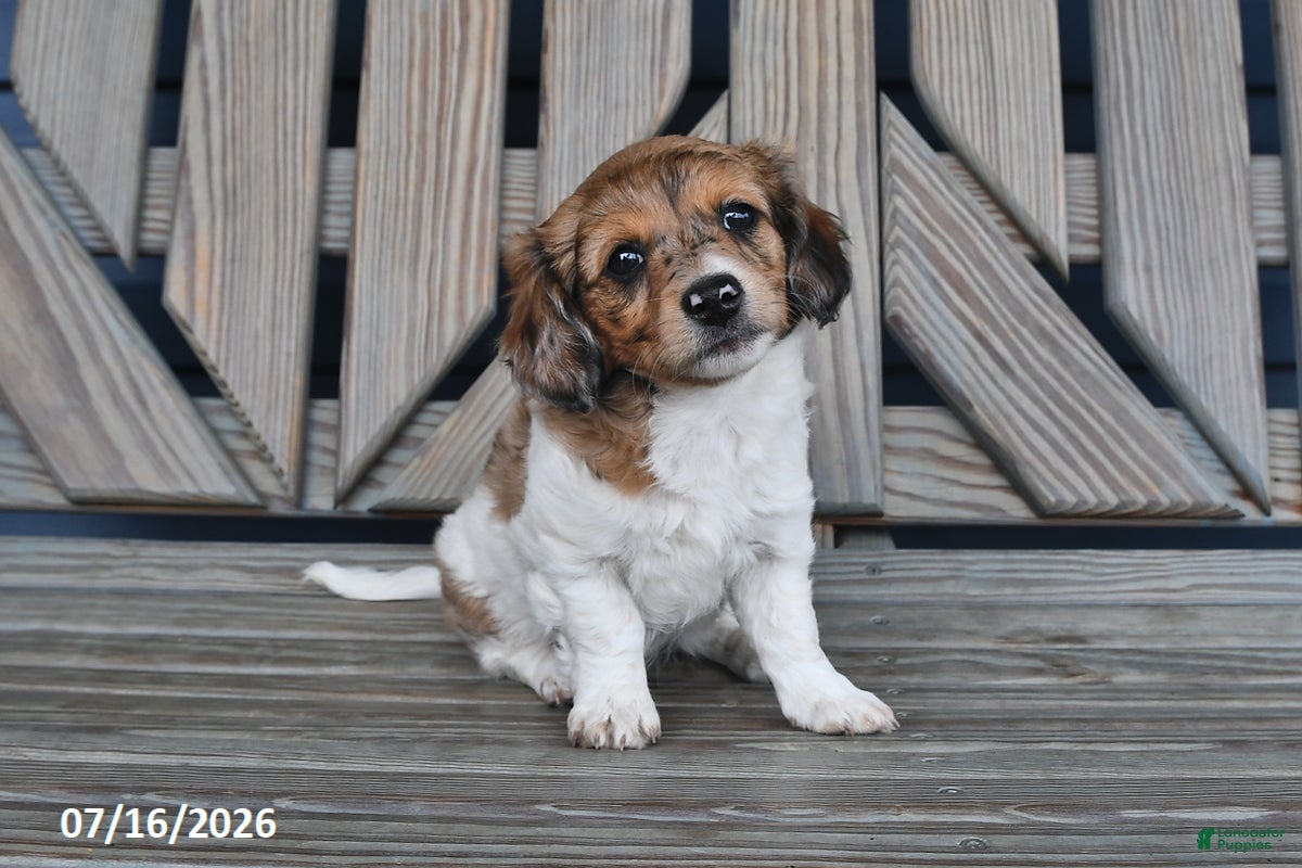 Chiweenie dogs Terry - Ad 1