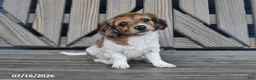 Chiweenie dogs for sale: Terry - Ad 1