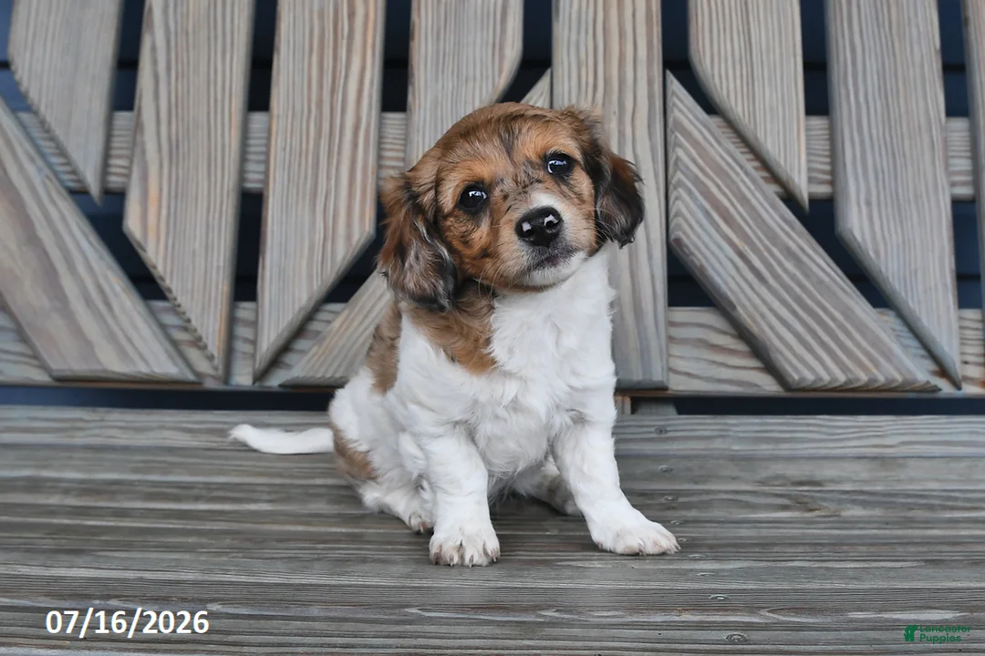 Chiweenie dogs for sale: Terry - Ad 1